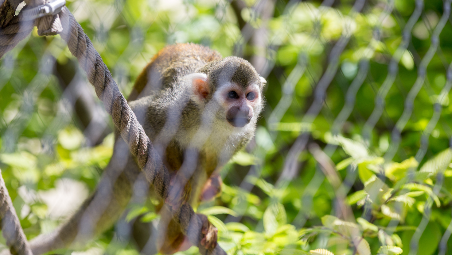 Monkey Safety Nets