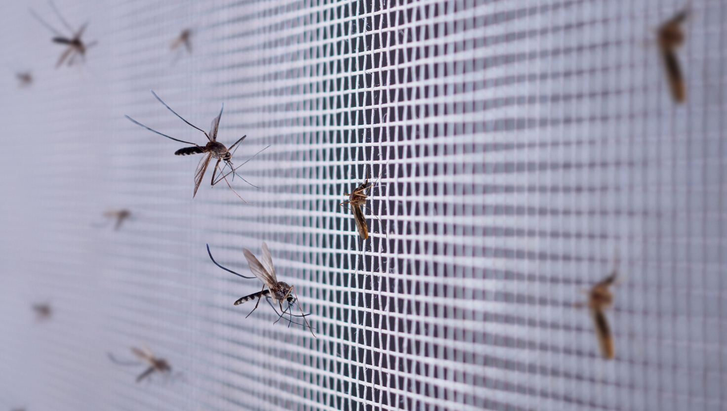 Mosquito Nets